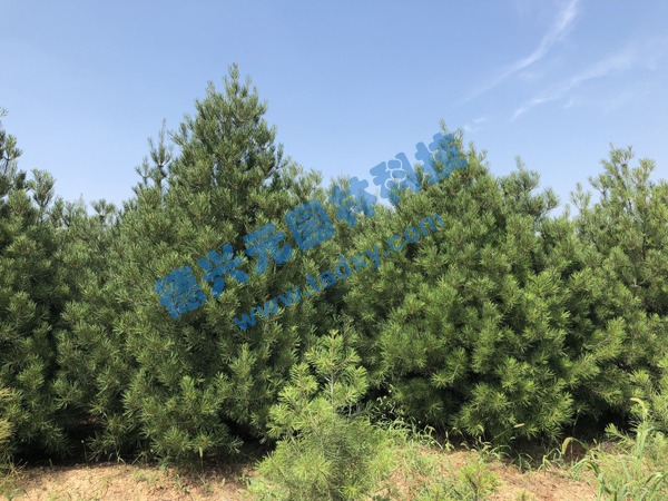 �c���鿴Ԕ����Ϣ���}����Ƥ�� ��x�Δ���2256