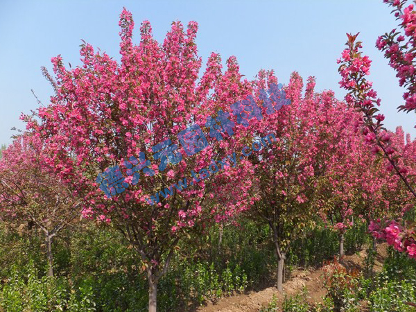 �c���鿴Ԕ����Ϣ���}������ ��x�Δ�(sh��)��2411