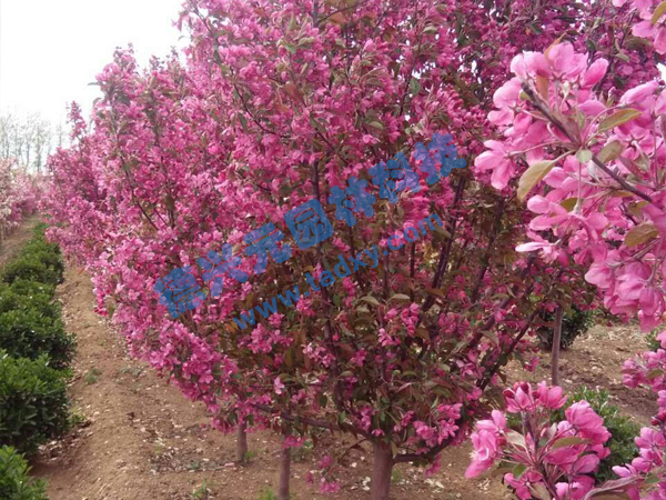 �c���鿴Ԕ����Ϣ���}���k������ ��x�Δ���2231